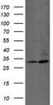 Proteasome Subunit Beta 7 antibody, CF504382, Origene, Western Blot image 