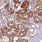 Adenosylhomocysteinase antibody, HPA044675, Atlas Antibodies, Immunohistochemistry paraffin image 