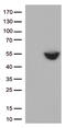 PD-L1 antibody, TA812585, Origene, Western Blot image 