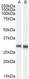 Doublecortin Domain Containing 2 antibody, LS-C54708, Lifespan Biosciences, Western Blot image 