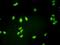 General Transcription Factor IIH Subunit 1 antibody, H00002965-M01, Novus Biologicals, Immunofluorescence image 