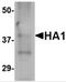 Hemagglutinin antibody, PM-4671, ProSci, Western Blot image 