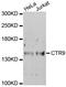 CTR9 Homolog, Paf1/RNA Polymerase II Complex Component antibody, MBS129369, MyBioSource, Western Blot image 