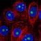 Small Nuclear Ribonucleoprotein U11/U12 Subunit 35 antibody, HPA059145, Atlas Antibodies, Immunofluorescence image 
