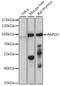 Terminal Nucleotidyltransferase 4B antibody, 16-299, ProSci, Western Blot image 