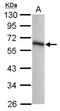 G-Patch Domain And KOW Motifs antibody, NBP2-16713, Novus Biologicals, Western Blot image 