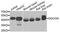 Deoxyguanosine Kinase antibody, A6898, ABclonal Technology, Western Blot image 