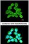 Leucyl-TRNA Synthetase 2, Mitochondrial antibody, PA5-22086, Invitrogen Antibodies, Immunofluorescence image 