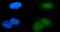 Male-specific lethal 2 homolog antibody, A02712-1, Boster Biological Technology, Immunofluorescence image 