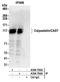 Cast antibody, A304-794A, Bethyl Labs, Immunoprecipitation image 