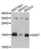 Gastrin antibody, A1875, ABclonal Technology, Western Blot image 