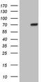 POTE Ankyrin Domain Family Member G antibody, TA808179, Origene, Western Blot image 