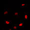 c-Myc antibody, LS-C352575, Lifespan Biosciences, Immunofluorescence image 