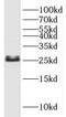 Synaptosome Associated Protein 25 antibody, FNab08055, FineTest, Western Blot image 