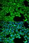 Solute Carrier Family 3 Member 1 antibody, LS-C334095, Lifespan Biosciences, Immunofluorescence image 