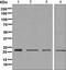 PMP-22 antibody, ab126769, Abcam, Western Blot image 