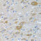 Eukaryotic Translation Initiation Factor 2 Subunit Gamma antibody, 22-329, ProSci, Immunohistochemistry frozen image 