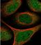 Protein CLEC16A antibody, NBP1-81805, Novus Biologicals, Immunocytochemistry image 