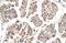 Motile sperm domain-containing protein 3 antibody, A16301, Boster Biological Technology, Immunohistochemistry frozen image 