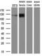 Protocadherin-7 antibody, MA5-26137, Invitrogen Antibodies, Western Blot image 