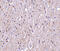 C1q And TNF Related 4 antibody, 3569, ProSci, Immunohistochemistry frozen image 