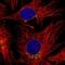 SCL antibody, NBP2-48693, Novus Biologicals, Immunofluorescence image 