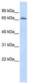 Zinc finger protein 503 antibody, TA329648, Origene, Western Blot image 