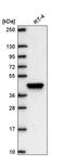 LIM Homeobox 8 antibody, PA5-67201, Invitrogen Antibodies, Western Blot image 
