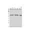 Methyl-CpG-binding domain protein 4 antibody, A03462, Boster Biological Technology, Western Blot image 