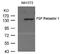 Fibroblast Growth Factor Receptor 1 antibody, AP08061PU-N, Origene, Western Blot image 