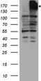 Multidrug resistance protein 1 antibody, TA890095S, Origene, Western Blot image 