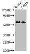 Growth arrest-specific protein 7 antibody, LS-C678037, Lifespan Biosciences, Western Blot image 