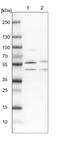 WW Domain Binding Protein 4 antibody, NBP1-84718, Novus Biologicals, Western Blot image 