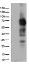 p75 ICD antibody, TA812984S, Origene, Western Blot image 