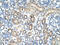 Caveolin 1 antibody, AVARP09019_T100, Aviva Systems Biology, Immunohistochemistry paraffin image 