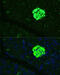 Secreted frizzled-related protein 5 antibody, 16-733, ProSci, Immunofluorescence image 