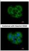 FGFR1 Oncogene Partner 2 antibody, NBP2-16479, Novus Biologicals, Immunofluorescence image 