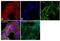 Heat shock 70 kDa protein 1A/1B antibody, 33-3800, Invitrogen Antibodies, Immunofluorescence image 