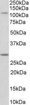 Myosin IH antibody, PA5-37996, Invitrogen Antibodies, Western Blot image 