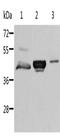 Aminoacylase 1 antibody, CSB-PA287728, Cusabio, Western Blot image 