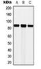 Src substrate cortactin antibody, orb216098, Biorbyt, Western Blot image 