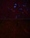 Son of sevenless homolog 1 antibody, GTX64852, GeneTex, Immunohistochemistry paraffin image 