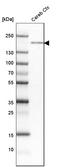 Protein Tyrosine Phosphatase Receptor Type T antibody, HPA017336, Atlas Antibodies, Western Blot image 