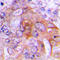 Hydroxysteroid 17-Beta Dehydrogenase 10 antibody, LS-C352301, Lifespan Biosciences, Immunohistochemistry paraffin image 