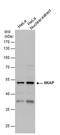 NFKB Activating Protein antibody, PA5-78577, Invitrogen Antibodies, Western Blot image 