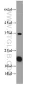 SUB1 Regulator Of Transcription antibody, 10948-2-AP, Proteintech Group, Western Blot image 