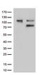 Ezrin antibody, TA807019, Origene, Western Blot image 