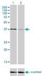 Upstream Transcription Factor 1 antibody, H00007391-M01, Novus Biologicals, Western Blot image 