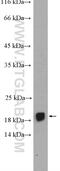 Cytosolic Iron-Sulfur Assembly Component 2B antibody, 20108-1-AP, Proteintech Group, Western Blot image 