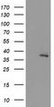 UNG1 antibody, CF503533, Origene, Western Blot image 